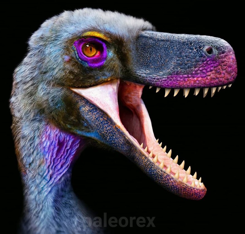 Palaorex
