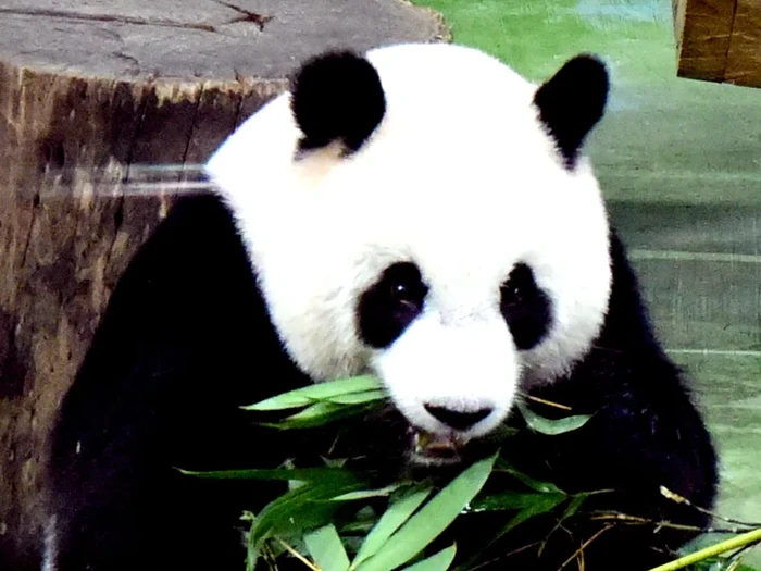 Panda di Kebun Binatang Taipei