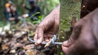 Diketahui banyak hewan dilindungi seperti harimau, beruang dan tapir di wilayah bidang tiga Balai Besar Taman Nasional Kerinci Sebelat (TNKS). 