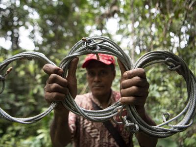 Patroli Pembersihan Jerat di Taman Nasional Kerinci Sebelat
