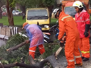 Pohon Tumbang di 9 Titik di Jaktim Akibat Hujan Lebat