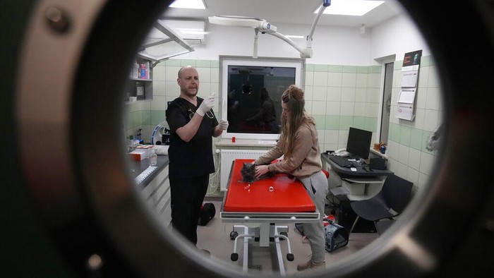 Doctors and volunteers take care of dozens of dogs and cats arriving from Ukraine at night to Przemysl, Poland Tuesday, March 8, 2022. ADA Foundation in Przemysl, gives shelter to abandoned animals such as cats, dogs, goats, and even bears. With the recent invasion of Ukraine by Russia's military, their priority is now to provide animal food, medicines and medical assistance in Ukraine, but mostly to evacuate animals into Poland. Since the beginning of the Russian invasion, they have been able to evacuate more than 300 animals that have been brought to Lviv from the east part of the country. Once in Poland, the animals are subject to quarantine, as most of them need to be vaccinated, registered and some treated for wounds and dehydration. (AP Photo/Czarek Sokolowski)