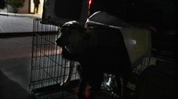 Sebuah organisasi pencinta hewan di Przemysl, memberikan perlindungan bagi hewan terlantar seperti kucing, anjing, kambing, bahkan beruang di tengah perang yang terjadi di Ukraina. 