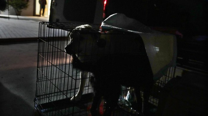 Ratusan Hewan Liar Dievakuasi dari Perang Ukraina Doctors and volunteers take care of dozens of dogs and cats arriving from Ukraine at night to Przemysl, Poland Tuesday, March 8, 2022. ADA Foundation in Przemysl, gives shelter to abandoned animals such as cats, dogs, goats, and even bears. With the recent invasion of Ukraine by Russia's military, their priority is now to provide animal food, medicines and medical assistance in Ukraine, but mostly to evacuate animals into Poland. Since the beginning of the Russian invasion, they have been able to evacuate more than 300 animals that have been brought to Lviv from the east part of the country. Once in Poland, the animals are subject to quarantine, as most of them need to be vaccinated, registered and some treated for wounds and dehydration. (AP Photo/Czarek Sokolowski)