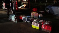Dokter dan relawan merawat puluhan anjing dan kucing yang tiba dari Ukraina ke Przemysl, Polandia, Selasa (8/3/2022) waktu setempat. 
