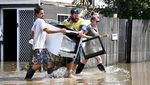Seekor Sapi Nangkring di Pohon Gegara Banjir Australia