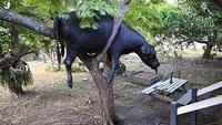 Sapi itu hanyut akibat air banjir yang melanda New South Wales, Australia.  