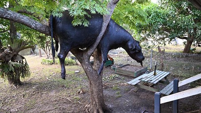 Seekor Sapi 'Nangkring' di Atas Pohon Gegara Banjir Australia WOODBURN, AUSTRALIA - MARCH 07: A dead cow, washed away by floodwater, is wedged in a tree in the backyard of a house on March 07, 2022 in Woodburn, Australia. Residents of northern New South Wales are still cleaning up following unprecedented storms and the worst flooding in a decade. (Photo by Dan Peled/Getty Images)