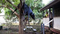 Seekor bangkai sapi terjepit di pohon halaman belakang rumah warga di Woodburn, Australia, Senin (7/3/2022) waktu setempat.  