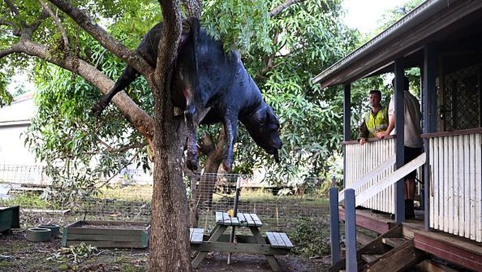 WOODBURN, AUSTRALIA - MARCH 07: A dead cow, washed away by floodwater, is wedged in a tree in the backyard of a house on March 07, 2022 in Woodburn, Australia.  Residents of northern New South Wales are still cleaning up following unprecedented storms and the worst flooding in a decade. (Photo by Dan Peled/Getty Images)