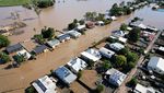 Seekor Sapi Nangkring di Pohon Gegara Banjir Australia