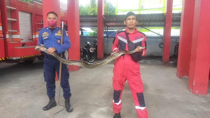 Ular piton sepanjang 3 meter membuat geger warga di Makassar (Dok. Istimewa)
