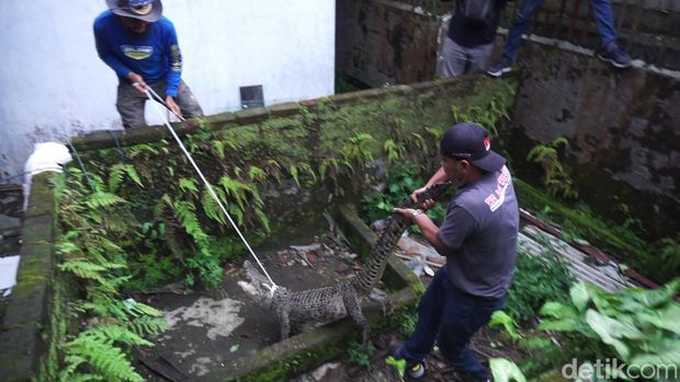 evakuasi buaya muara di mojokerto