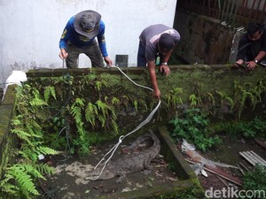 Tegangnya Evakuasi Buaya Muara dari Kolam Warga Mojokerto