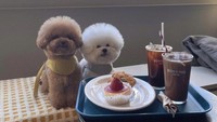Keduanya adalah jenis anjing bichon frisè. Burger & Fluffy punya hobi unik yaitu santai di kafe-kafe estetis bareng pemiliknya.