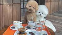 Siapa bilang hanya manusia yang bisa santai di coffee shop. Burger & Fluffy juga bisa lho! Mereka bahkan pose di depan espresso hingga minuman cappuccino.