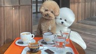 Gemas! 10 Potret Anjing Foodies yang Doyan Nongkrong di Kafe Estetis