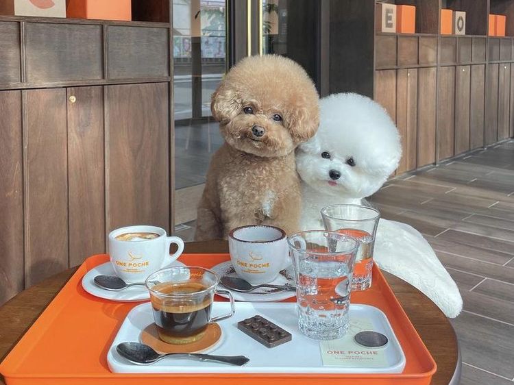 Gemas! 10 Potret Anjing Foodies yang Doyan Nongkrong di Kafe Estetis