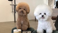 Dua anjing yang bermukim di Korea Selatan ini tampak anteng saat berada di kafe. Berpose di depan dessert, mereka tetap terlihat tenang.