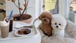 Gemas! 10 Potret Anjing Foodies yang Doyan Nongkrong di Kafe Estetis