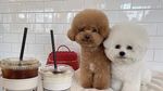 Gemas! 10 Potret Anjing Foodies yang Doyan Nongkrong di Kafe Estetis