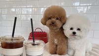 Kira-kira lebih menggemaskan mana nih? Burger & Fluffy atau dessert di hadapan mereka?