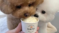 Gelato ini aman dimakan anjing. Karenanya Burger & Fluffy langsung penasaran ingin coba menjilatnya.