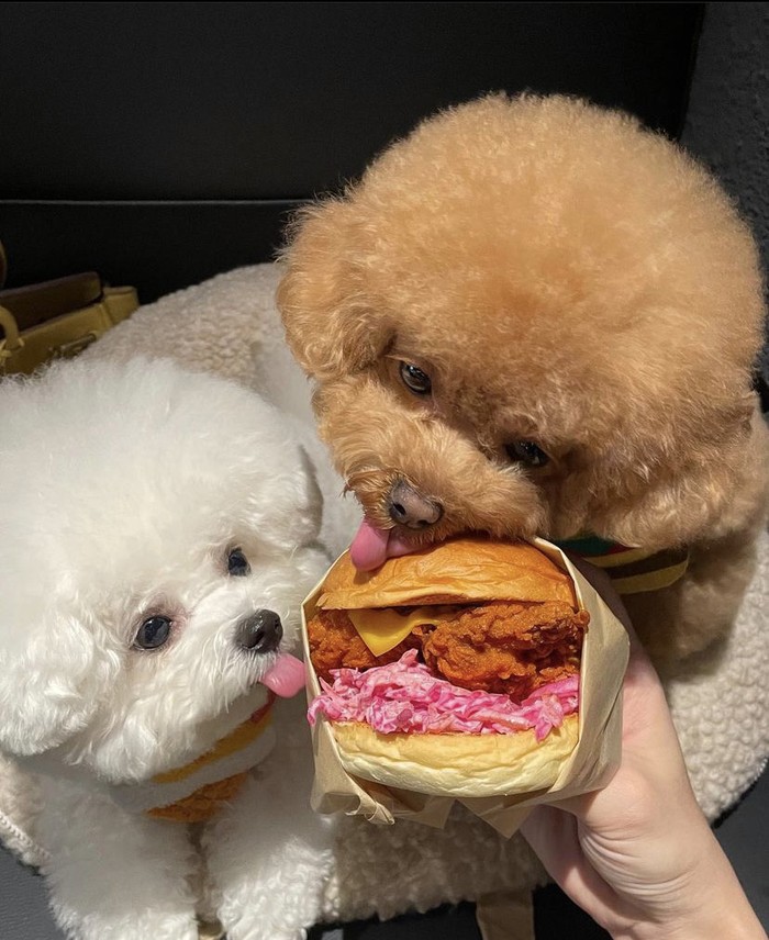 Gemas! 10 Potret Anjing ‘Foodies’ yang Doyan Nongkrong di Kafe Estetis