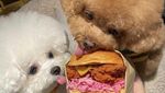 Gemas! 10 Potret Anjing Foodies yang Doyan Nongkrong di Kafe Estetis