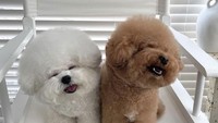Akun Instagram __miniburger. kini memiliki lebih dari 124 ribu followers. Unggahannya memperlihatkan dua anjing mungil bernama Burger & Fluffy yang menggemaskan.