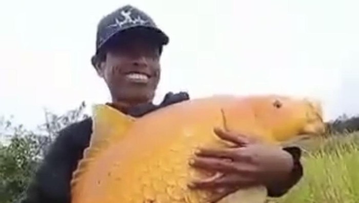 Ikan mas raksasa.