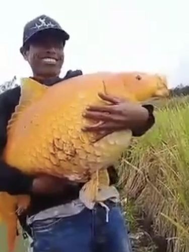 Ikan mas raksasa.