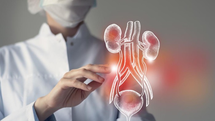 Female doctor touches virtual Bladder and Kidneys in hand. Blurred photo, handrawn human organ, highlighted red as symbol of disease. Healthcare hospital service concept stock photo