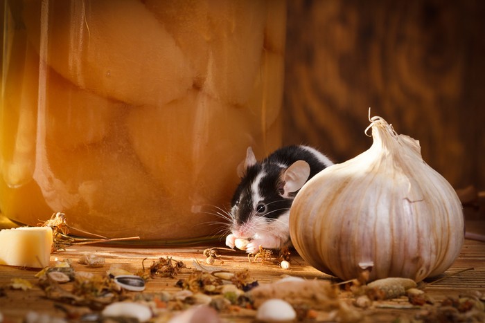 Small mouse eating something in basement.