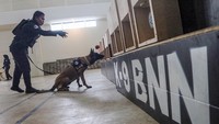 Pelatih perempuan bersama seekor anjing pelacak tengah berlatih.
