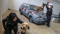 Unit Deteksi K9 merupakan pasukan anjing pelacak yang bertugas membantu BNN dalam mengungkap tindak pidana narkoba.