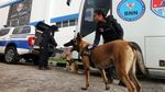 Melihat Pelatihan Anjing Pelacak