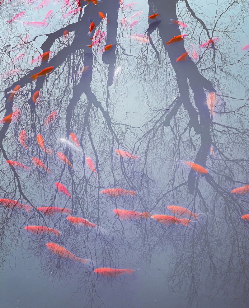 Mobile Photography Awards 2022