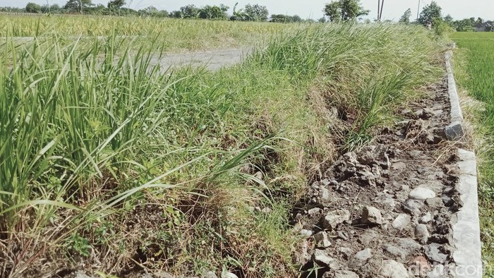 Talut yang memisahkan jalan dan sawah di Delanggu ambrol sepanjang 30 meter.