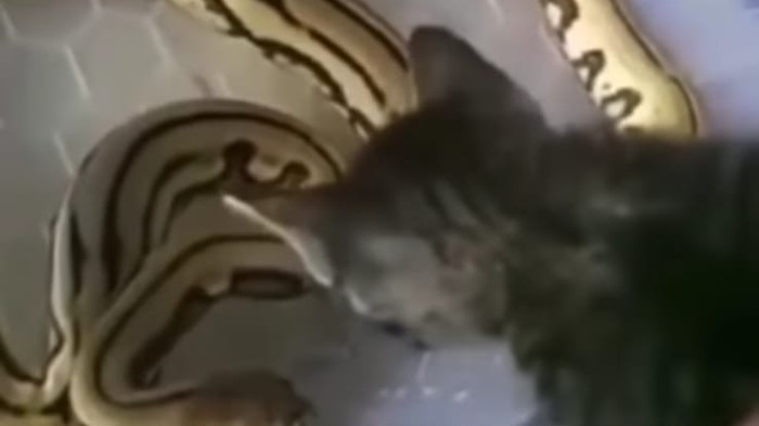 Tangkapan layar video anak kucing diadu dengan ular (Dok. Istimewa)