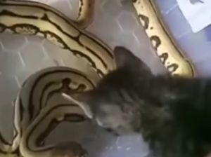 Sempat Digigit, Begini Kondisi Anak Kucing yang Viral Diadu dengan Ular