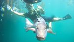 Terpesona Kawasan Terumbu Karang di Bangsring Banyuwangi