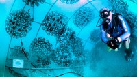 Nelayan menyelam melintasi instalasi seni terumbu rupa Domus Coronarius Circularis di Pantai Bangsring, Banyuwangi.
