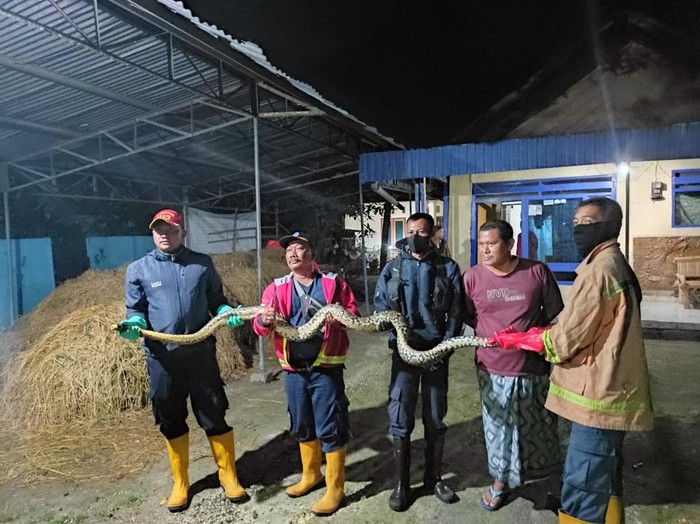 Ular sanca 4 meter di Lamongan
