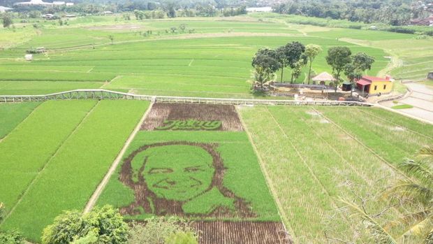 Wajah Ganjar di Sawah Gambar wajah Ganjar Pranowo terpampang di areal persawahan yang ada di Kelurahan Bergas Lor, Kecamatan Bergas, Kabupaten Semarang.