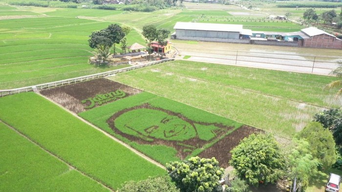 Wajah Ganjar di Sawah Gambar wajah Ganjar Pranowo terpampang di areal persawahan yang ada di Kelurahan Bergas Lor, Kecamatan Bergas, Kabupaten Semarang.