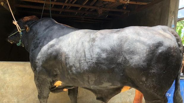 Bruno, sapi yang disebut berbobot paling berat di Jawa Barat