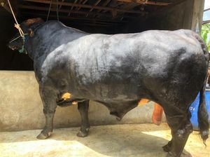 Ini Bruno, Sapi yang Disebut Terbesar se-Jawa Barat