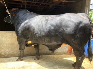 Ini Bruno, Sapi yang Disebut Terbesar se-Jawa Barat
