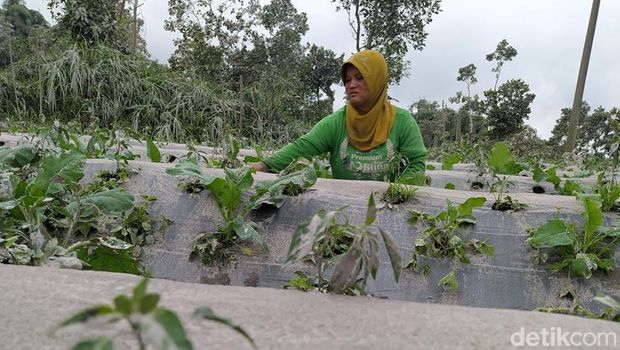 Dampak hujan abu Gunung Merapi di Kabupaten Magelang, Kamis (10/3/2022).